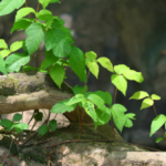 Can you spread poison ivy? Also- treatments that stop the itch.